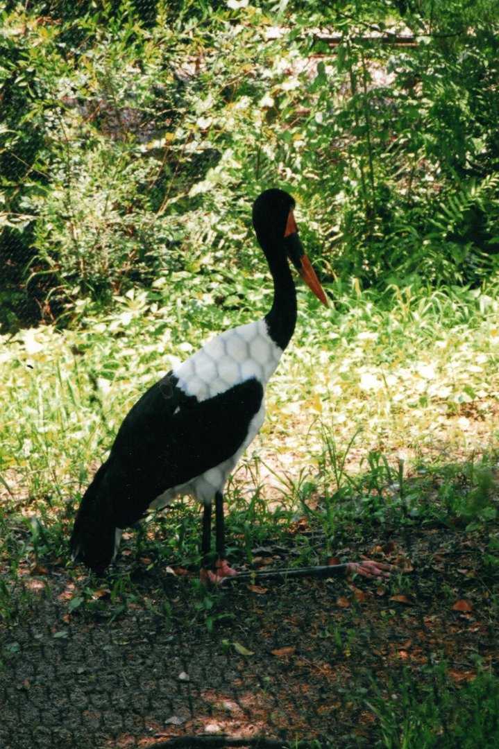 Saddle-Billed Stork