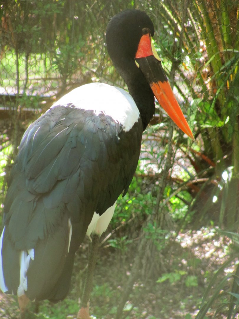 Saddle-Billed Stork
