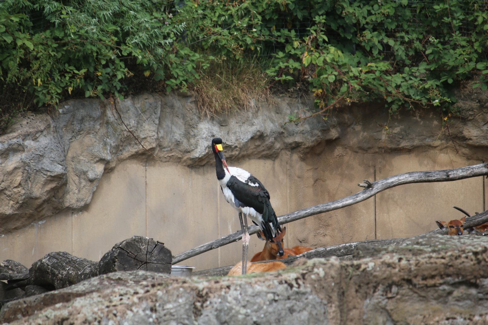 Saddle-billed stork