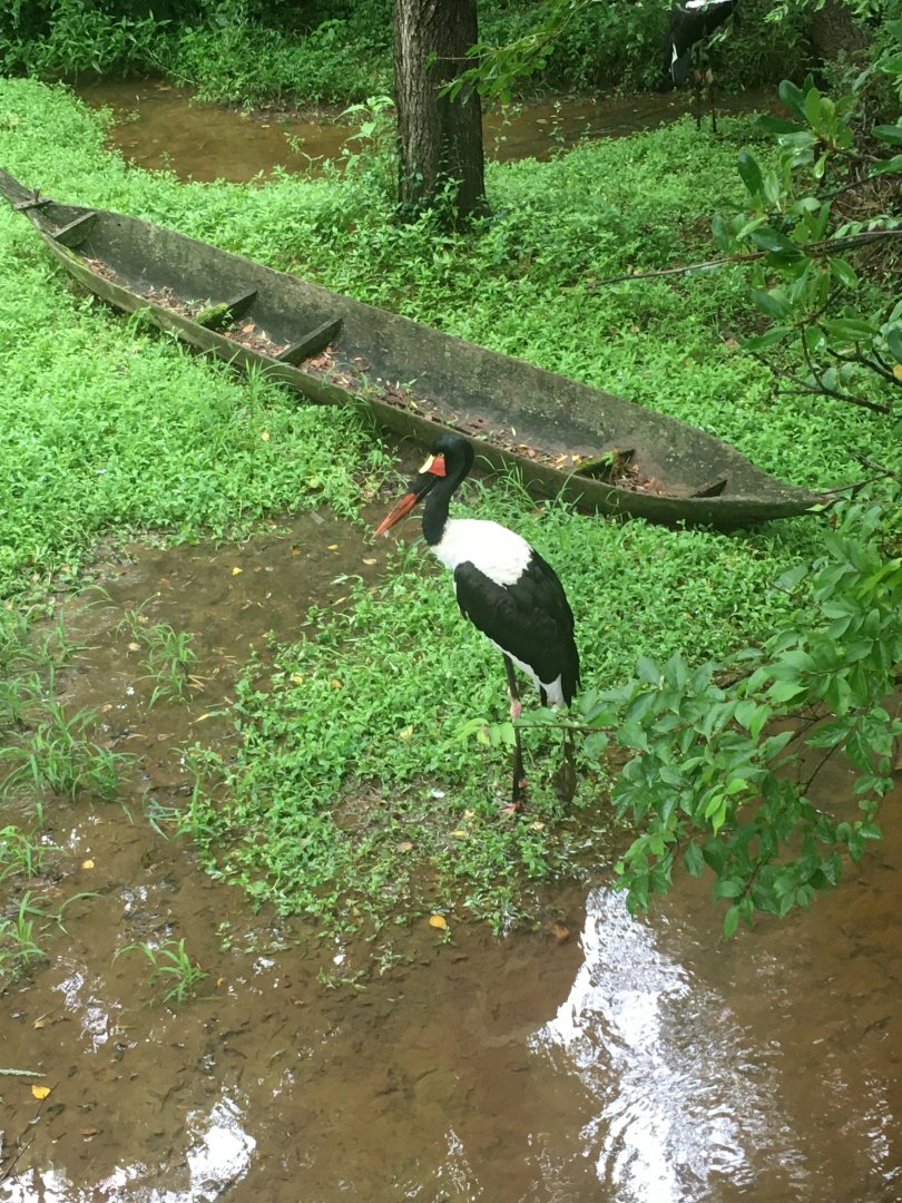 Saddle-billed stork
