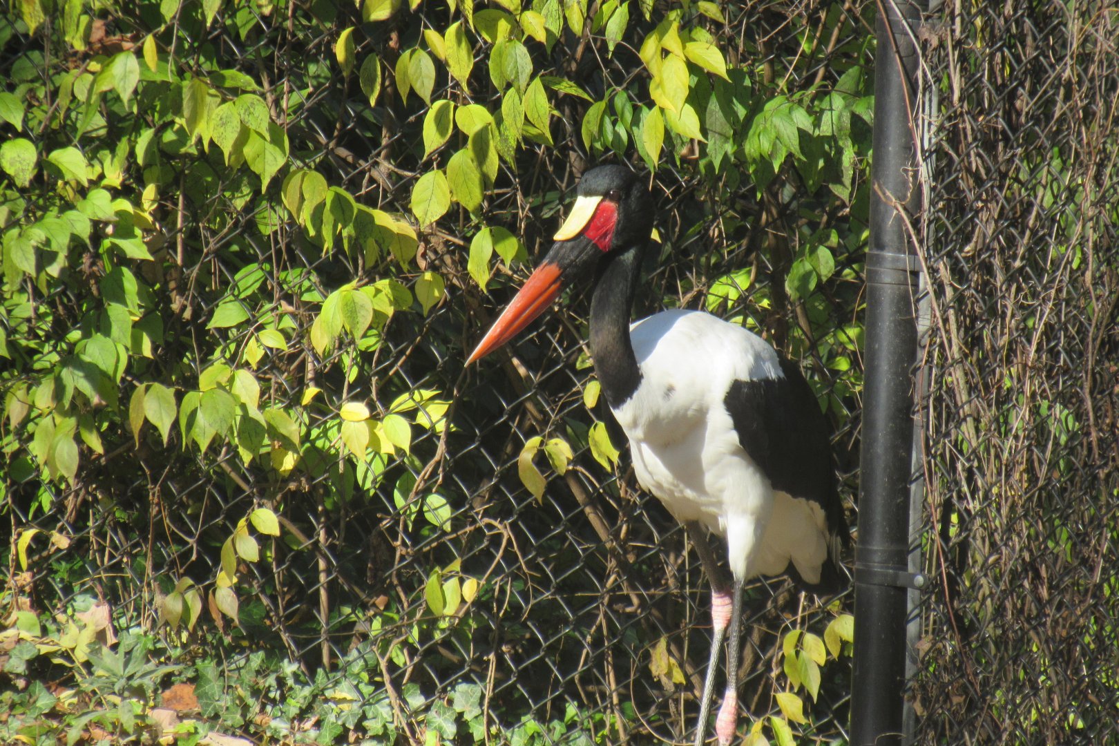 saddle billed stork