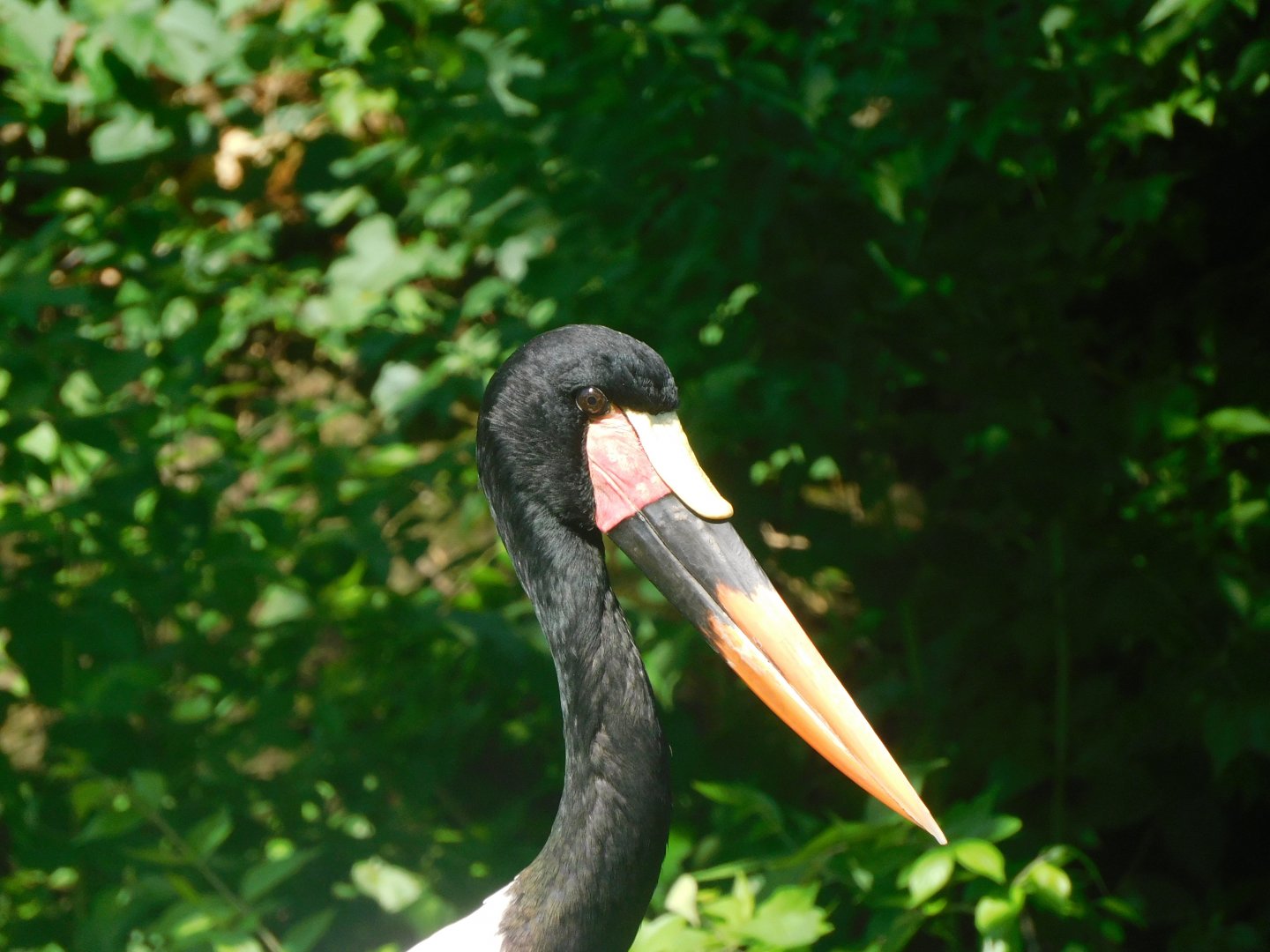 Saddle billed stork