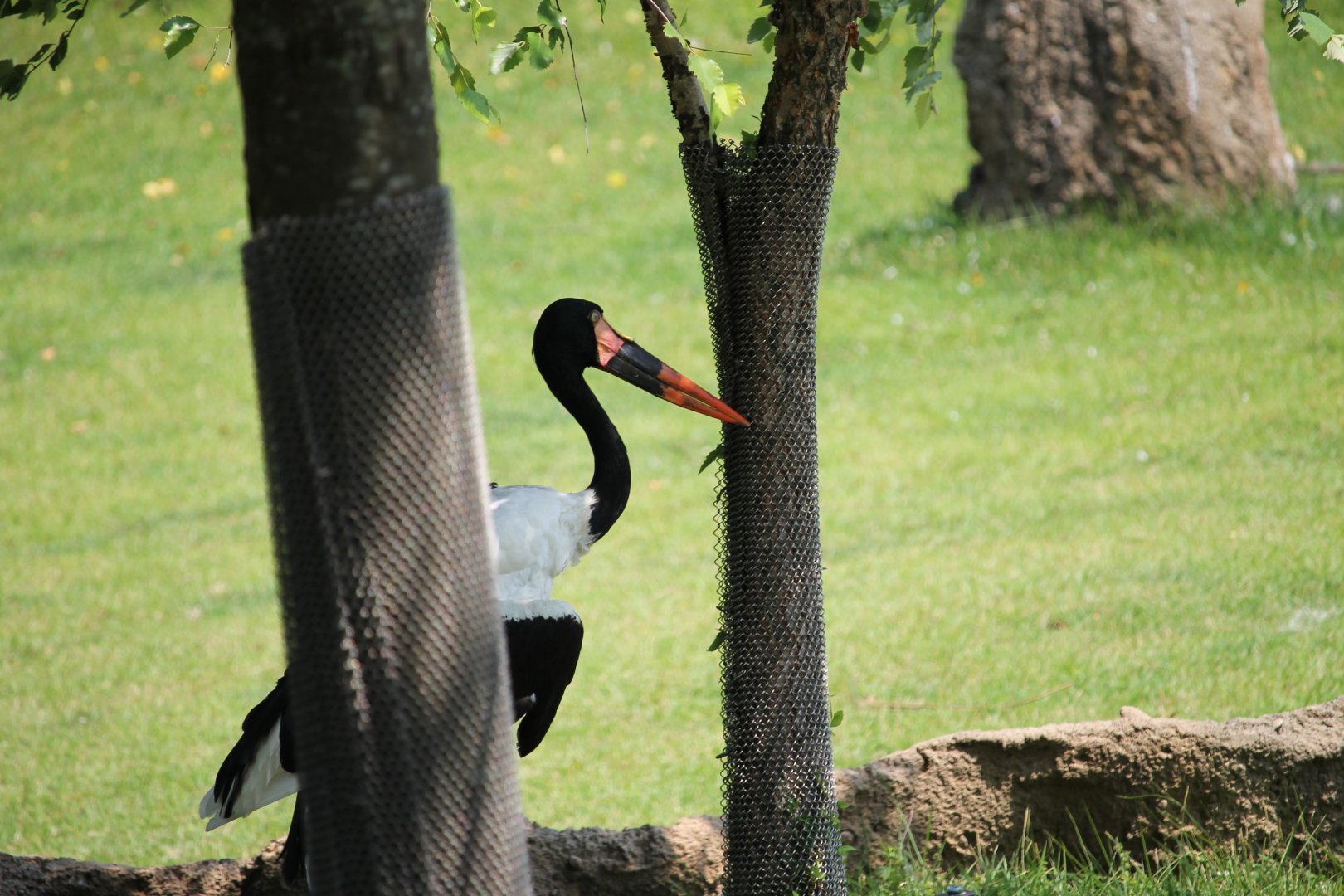 Saddle-billed stork