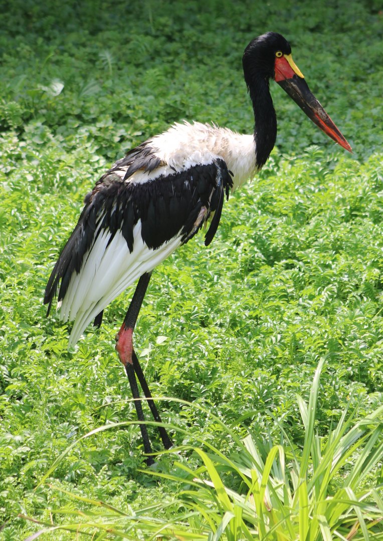 Saddle-billed stork