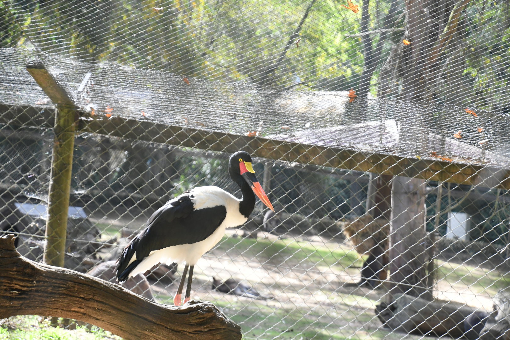 Saddle-billed Stork