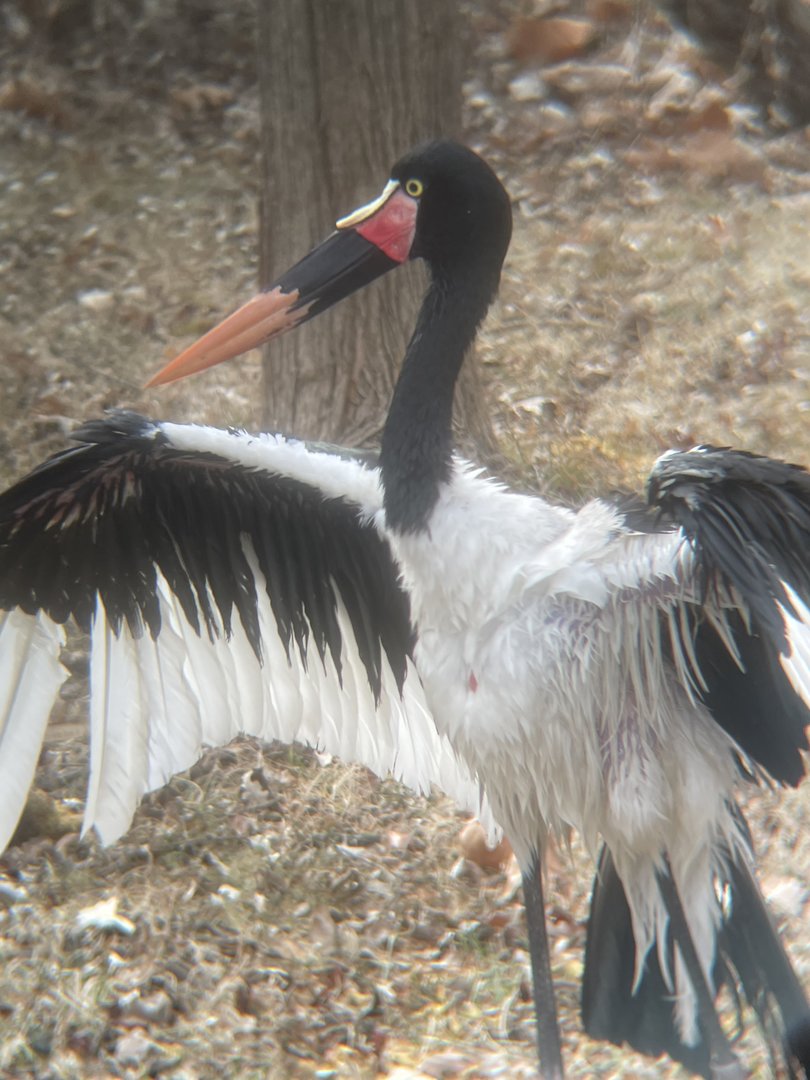 Saddle-billed Stork