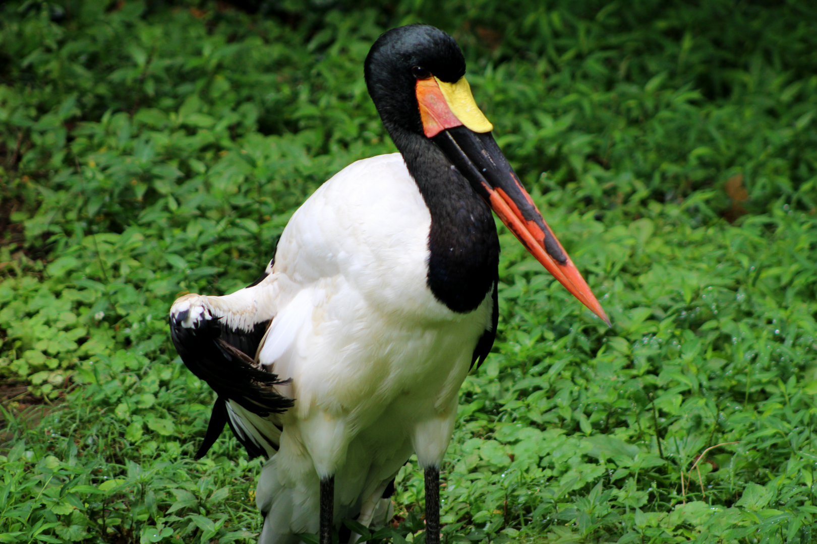 Saddle-billed Stork