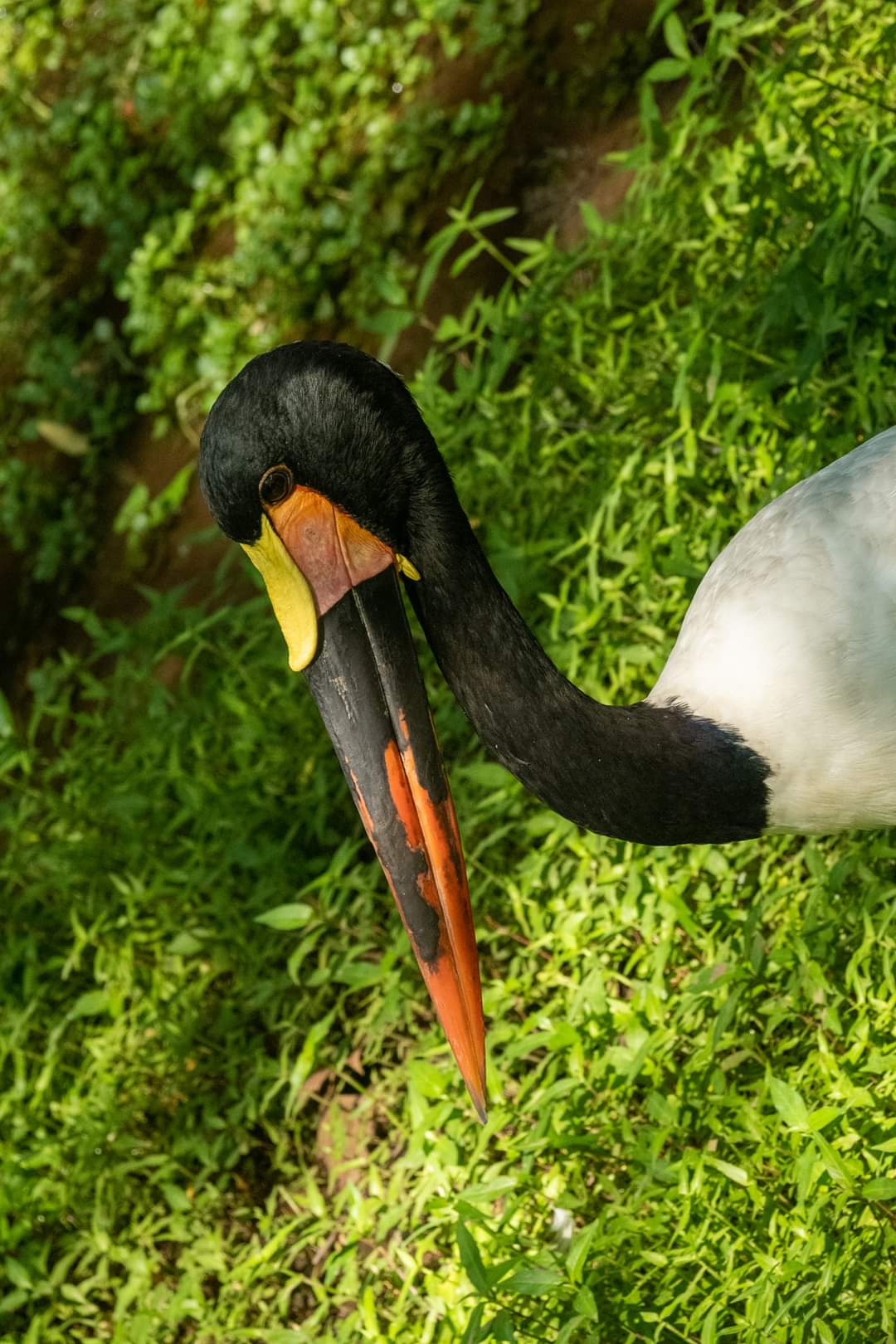 Saddle Billed Stork