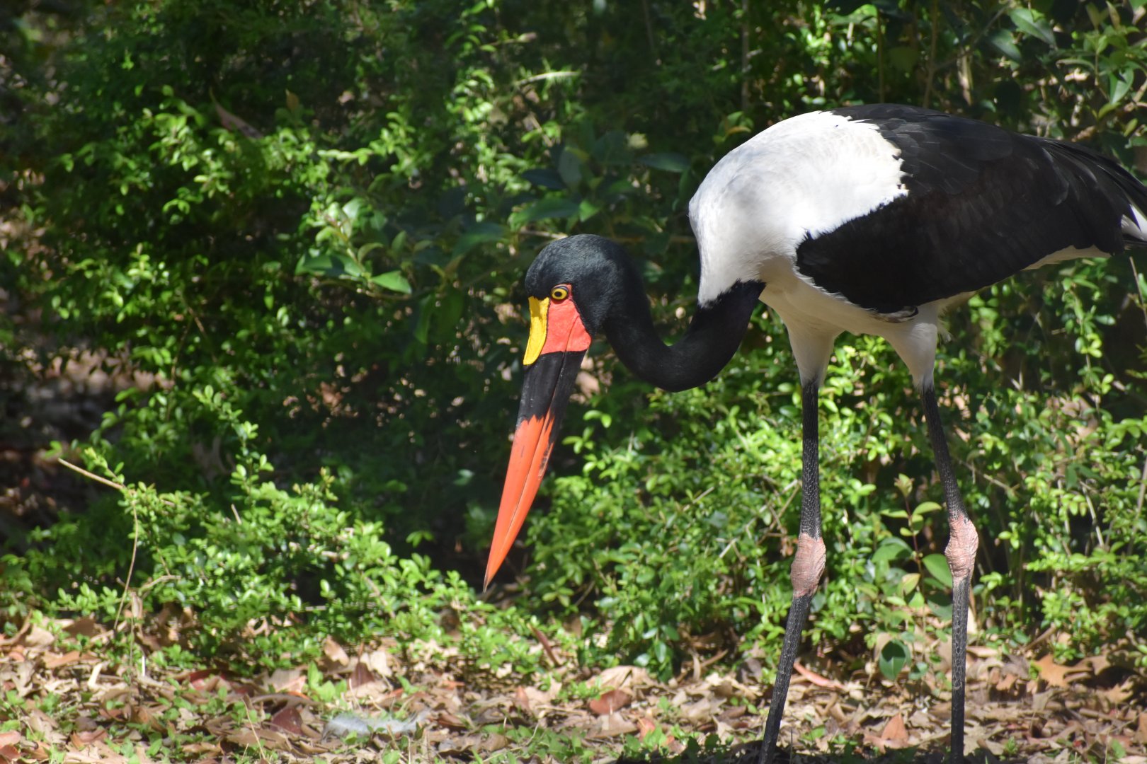 Saddle-billed Stork
