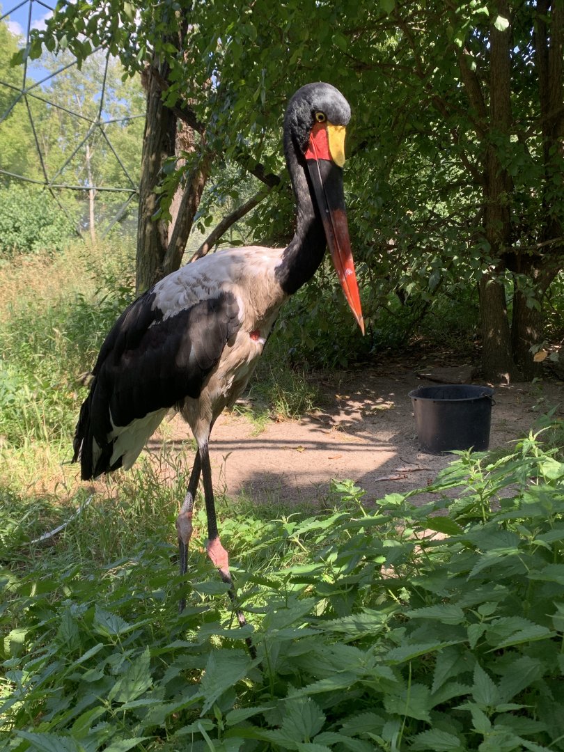 Saddle-billed stork