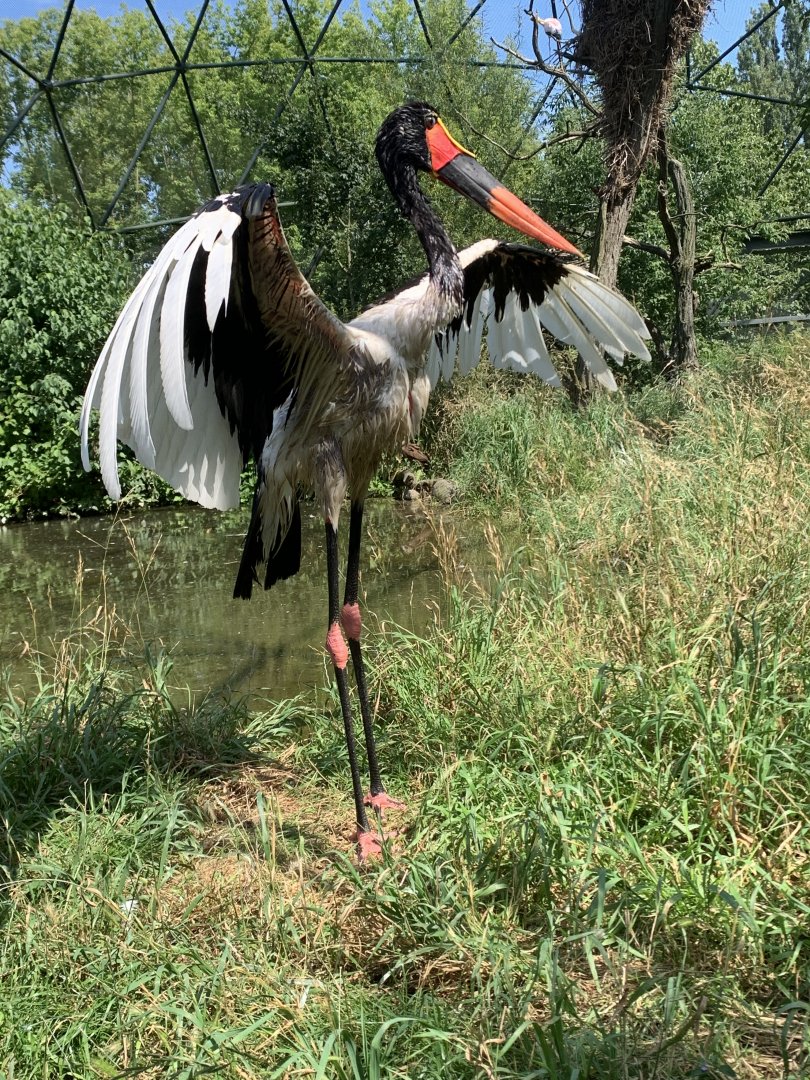 Saddle-billed stork