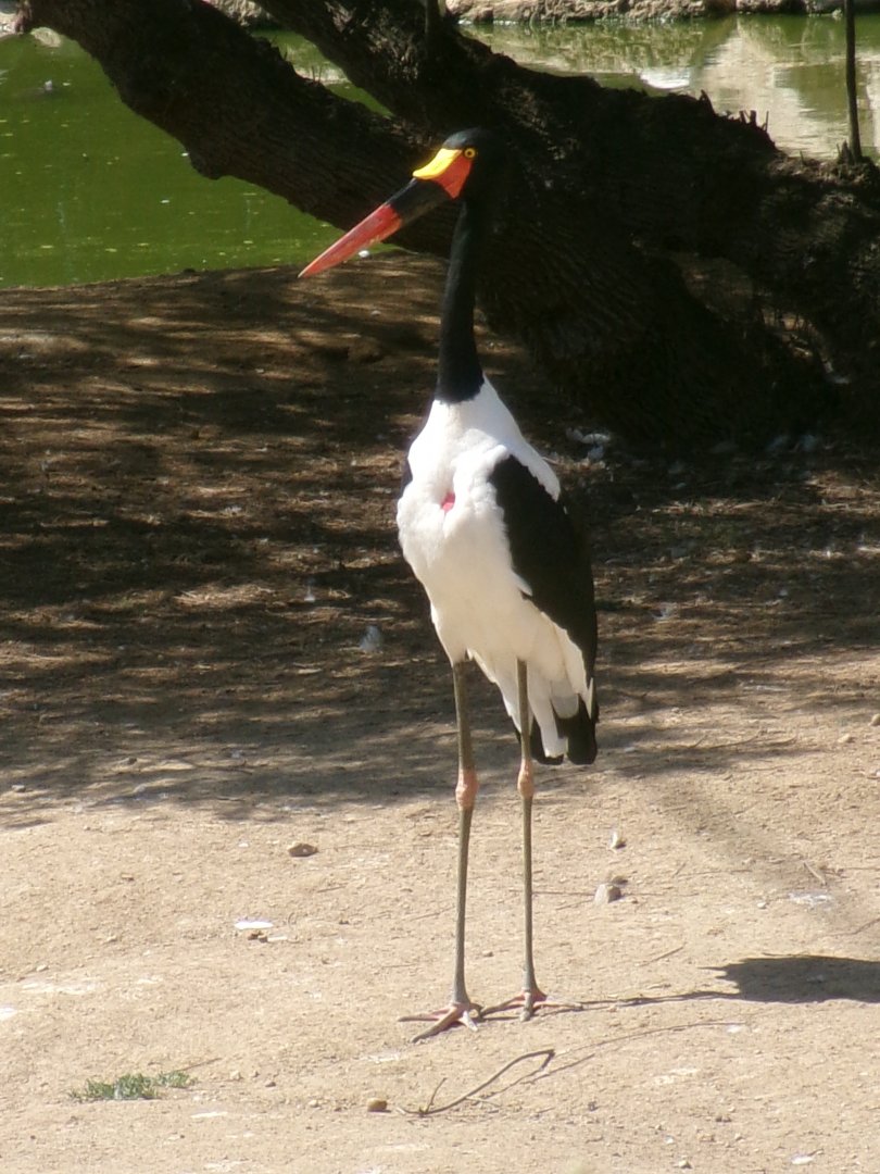 Saddle-billed stork