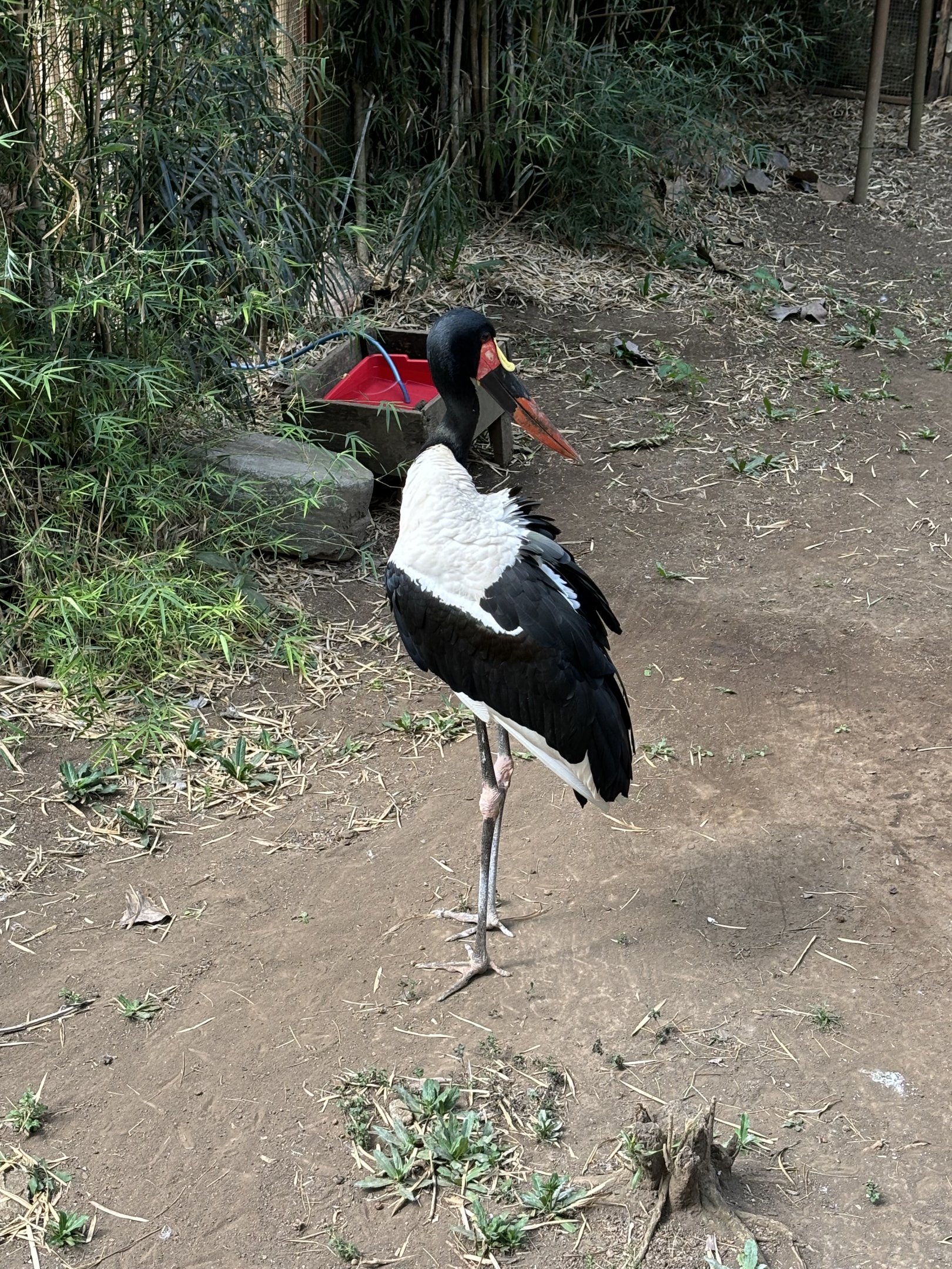 Saddle-billed Stork