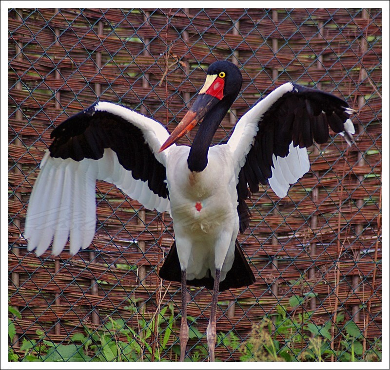 Saddle Billed Stork