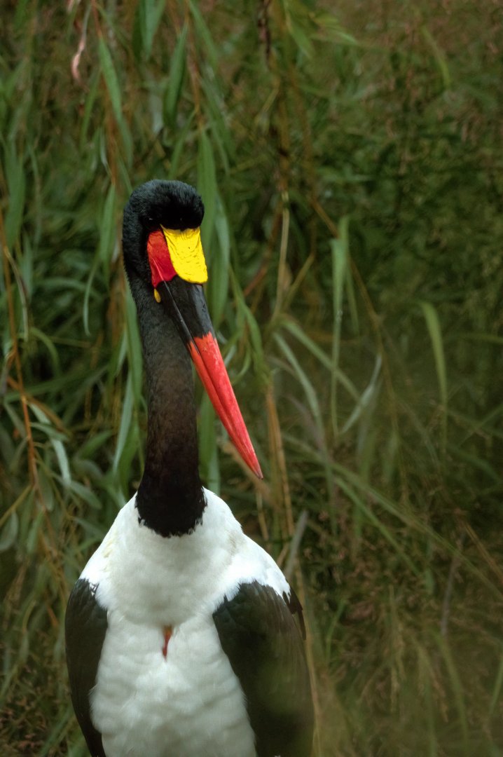 Saddle-billed stork