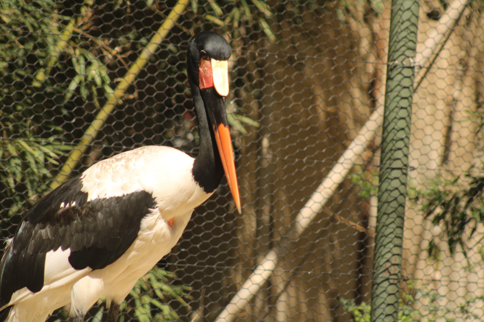 Saddle-billed Stork