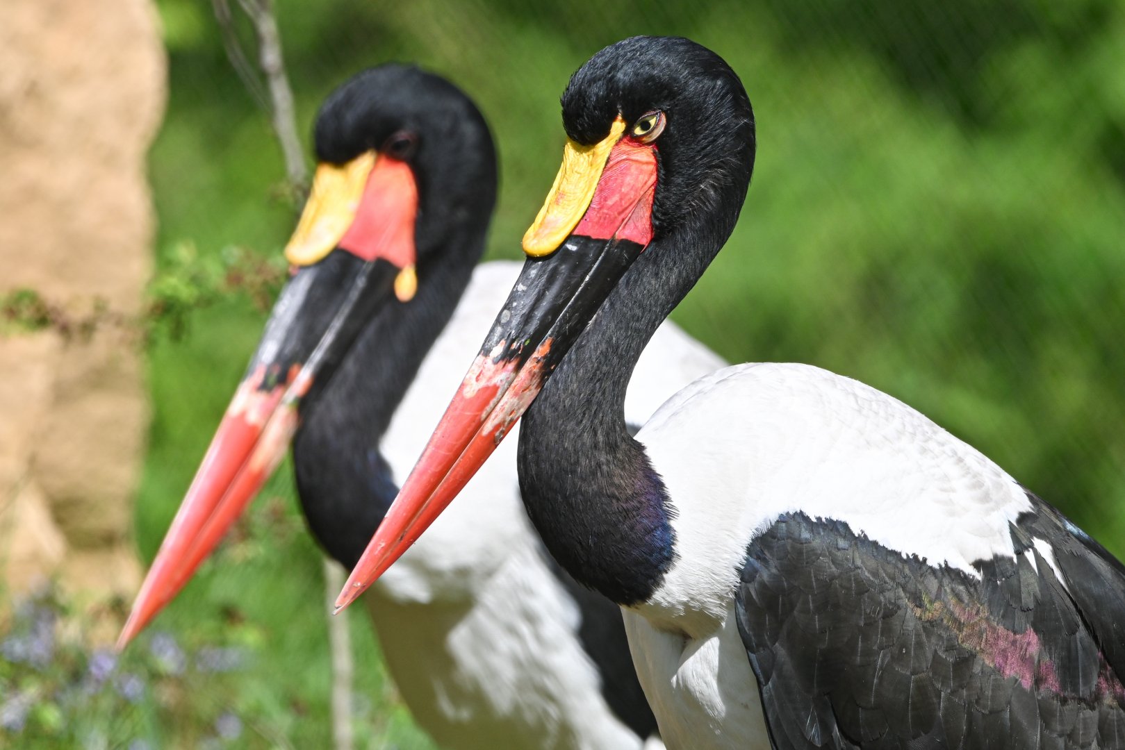 Saddle-billed stork