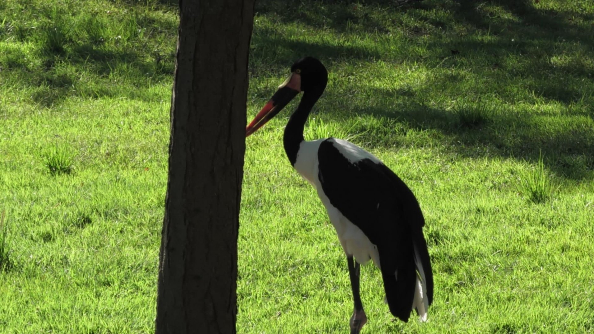 Saddle-billed Stork