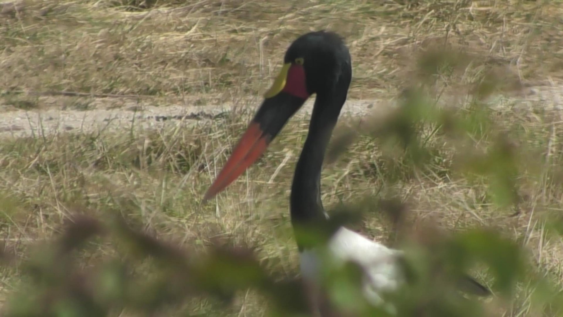 Saddle billed stork