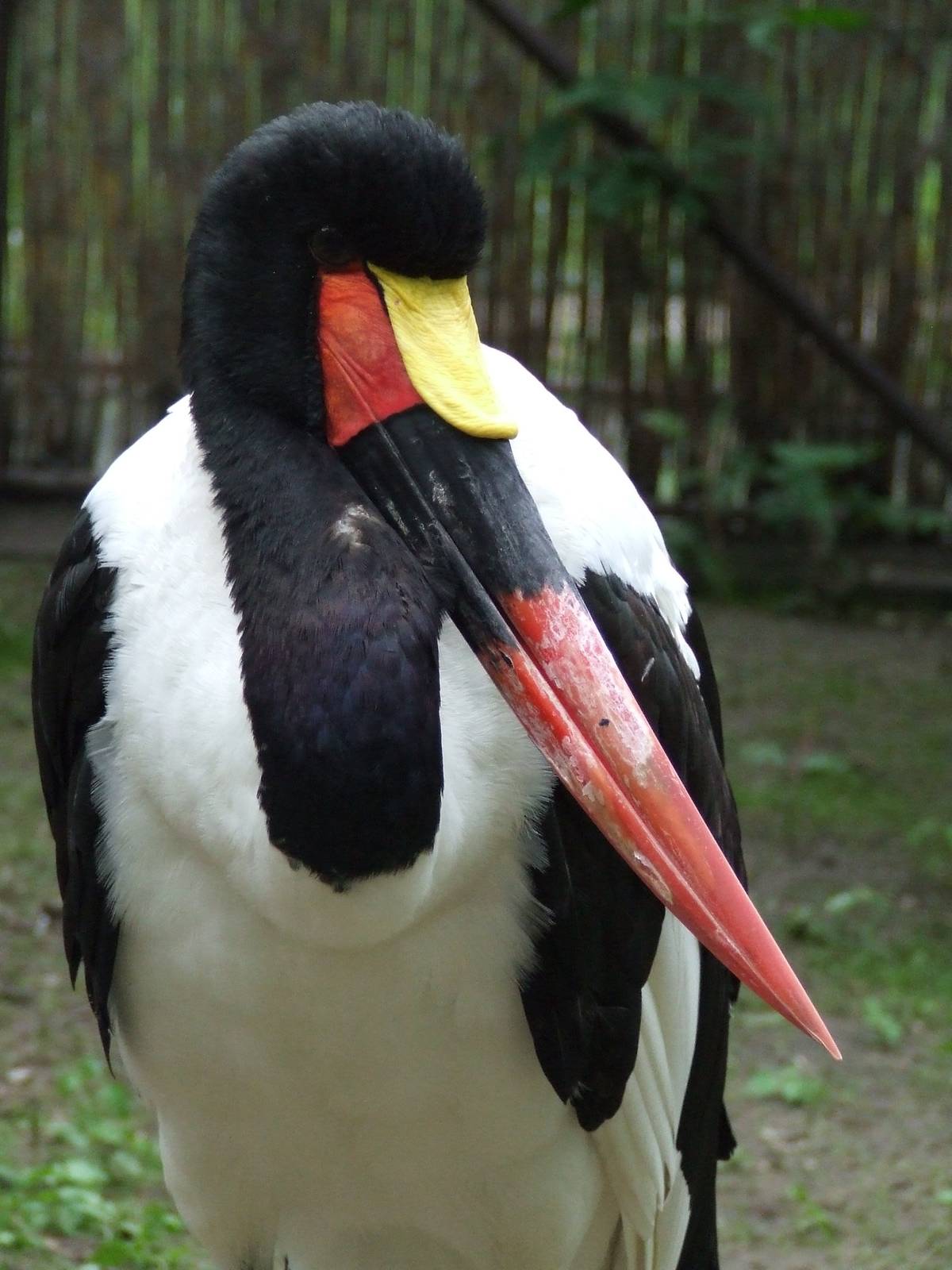 Saddle-billed Stork