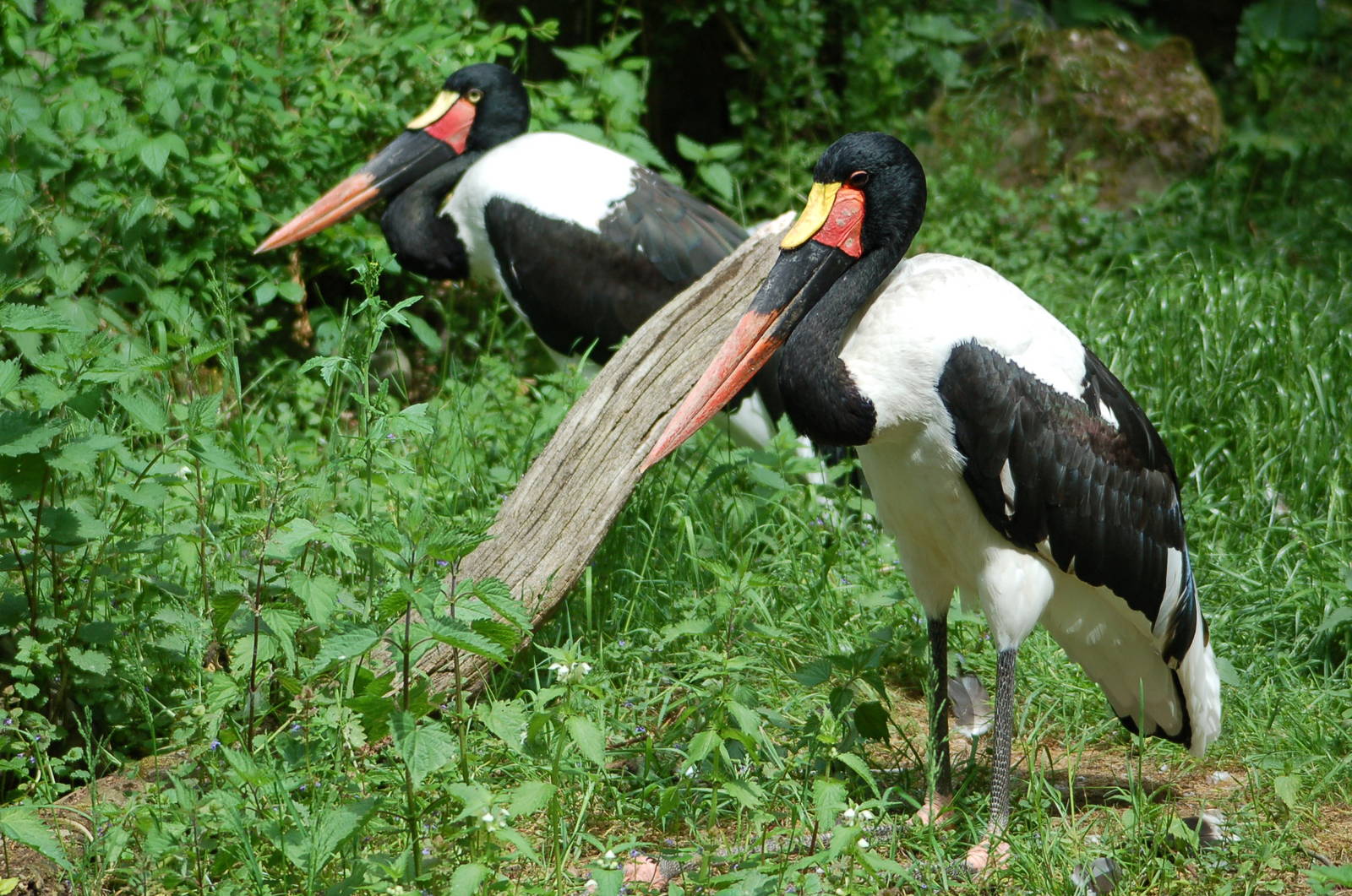 Saddle-billed Stork