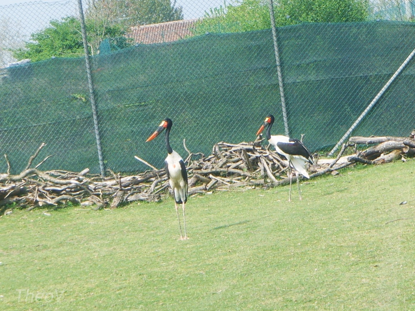Saddle-billed storks [2000's]