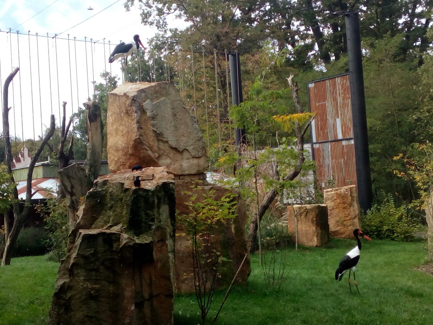 Saddle-billed storks-9/25