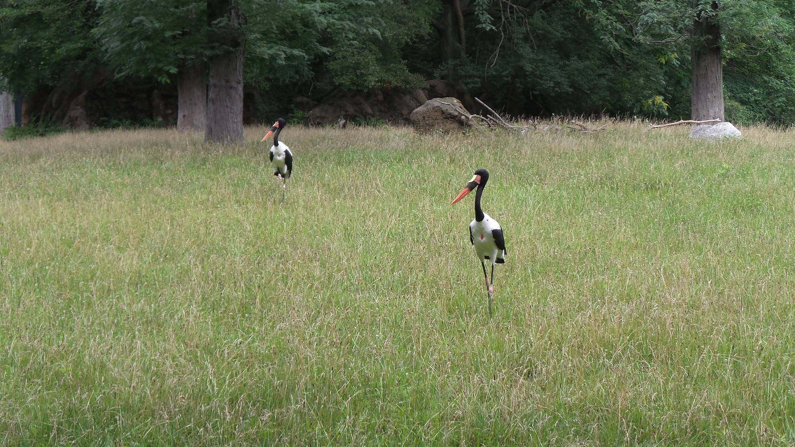 Saddle Billed Storks- African Plains