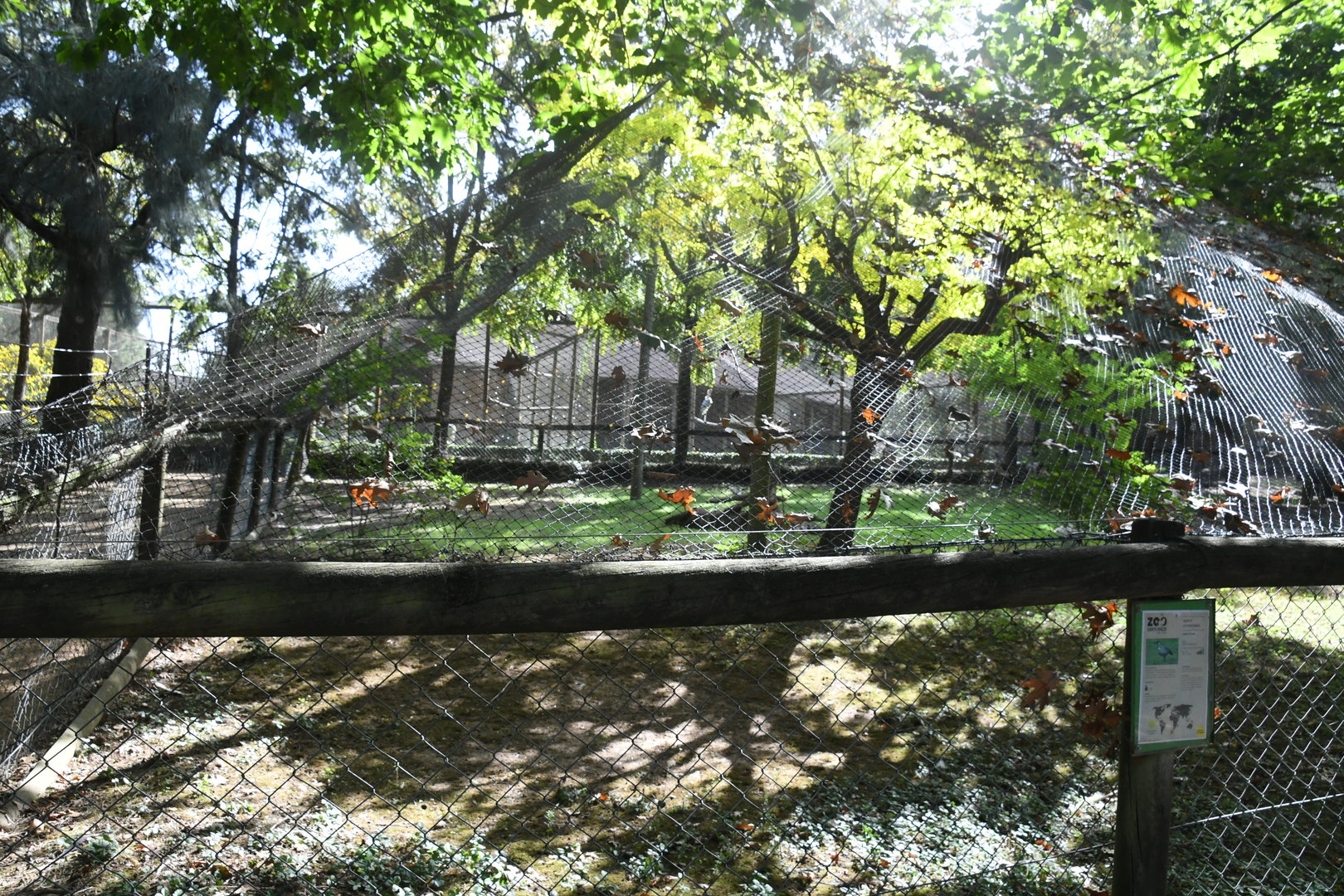 Saddle-billed Storks aviary