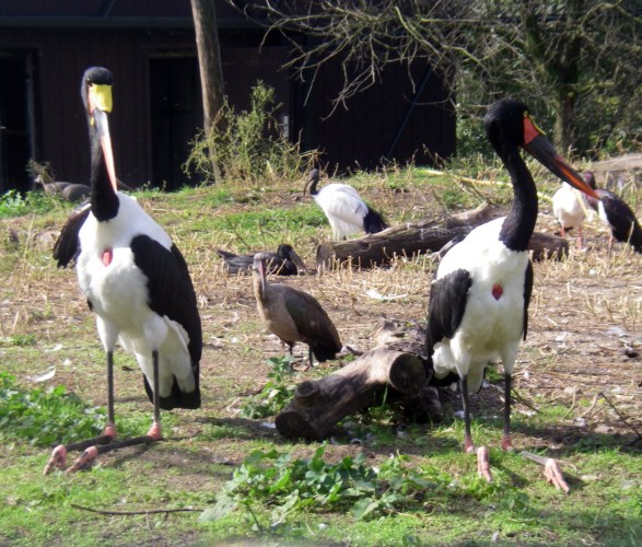 Saddle-billed Storks (Ephippiorhynchus senegalensis)