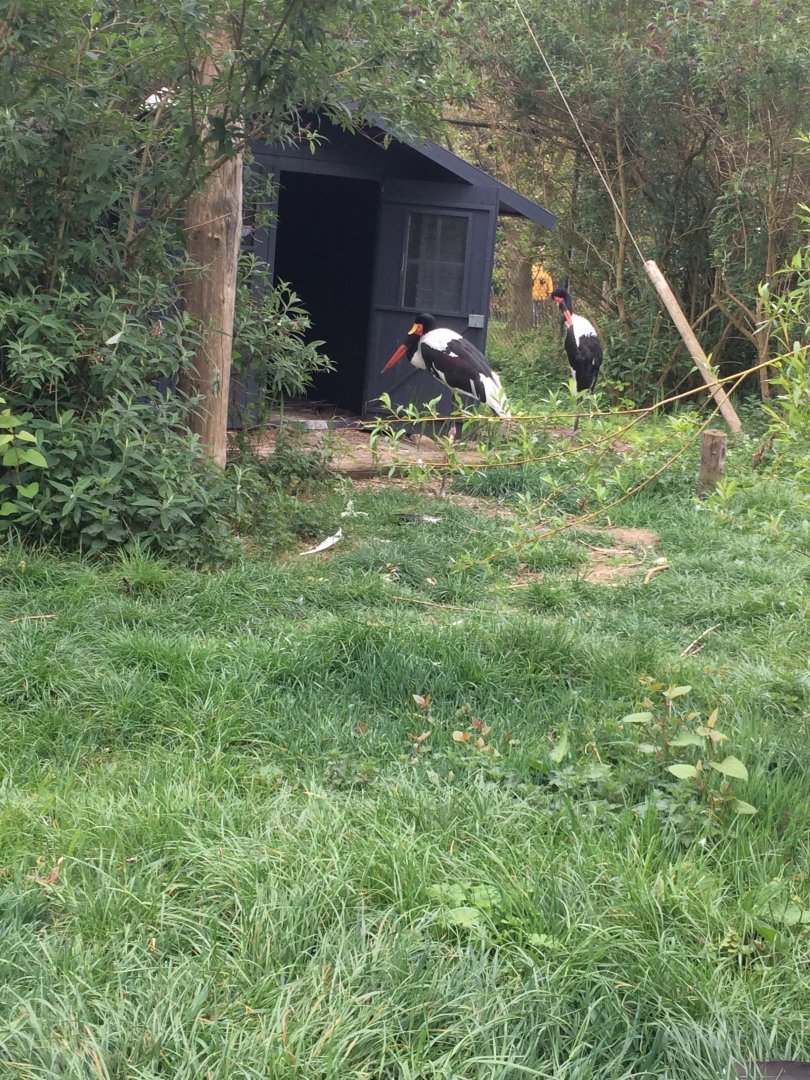 Saddle billed storks -Ephippiorhynchus senegalensis