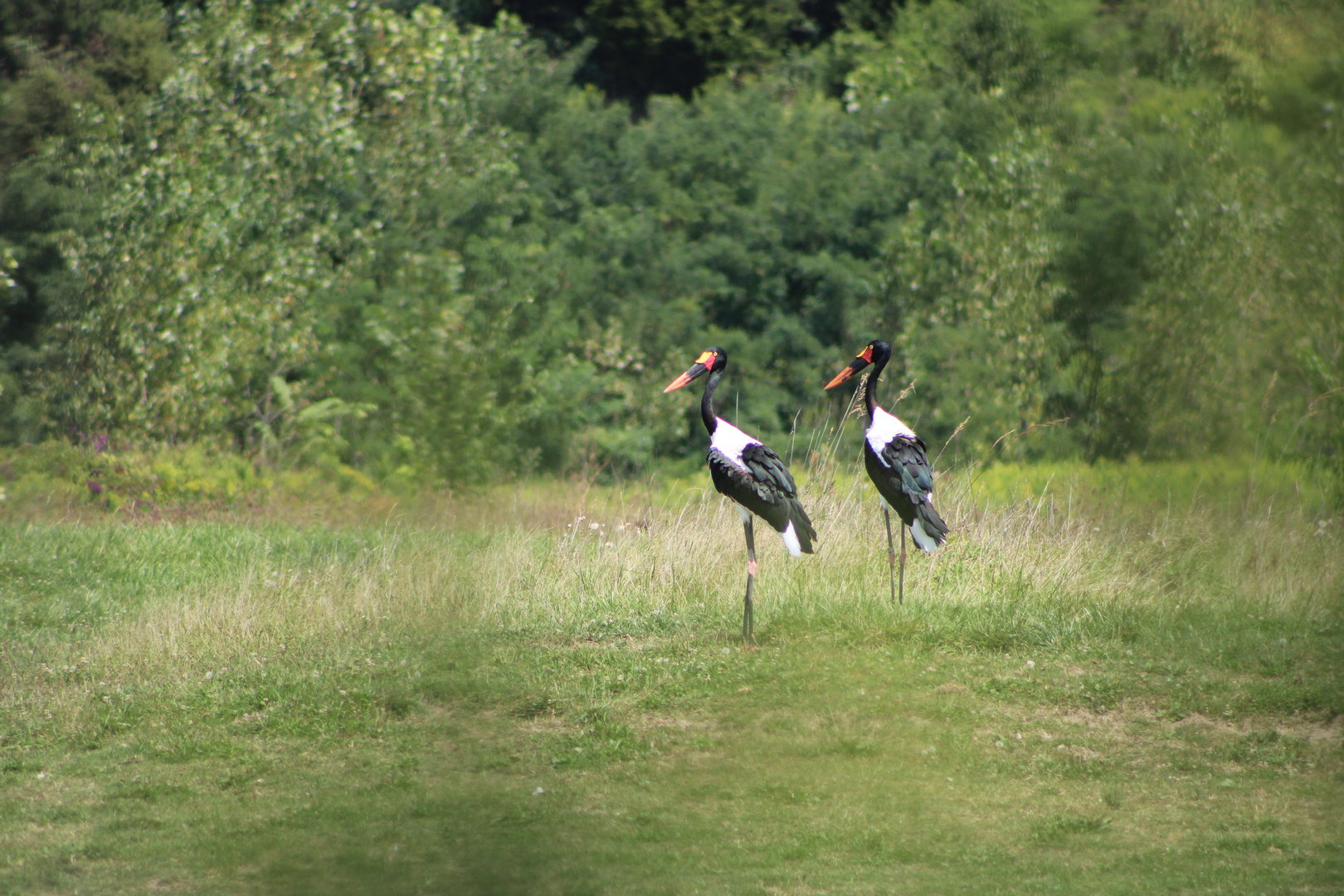 Saddle-Billed Storks (Ephippiorhynchus senegalensis)