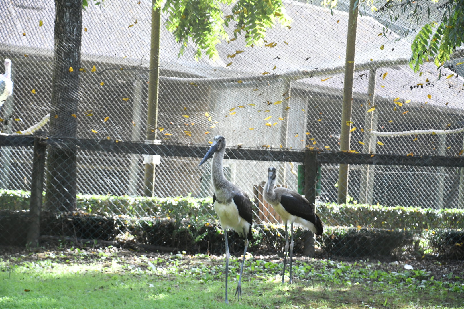 Saddle-billed Storks (immature)