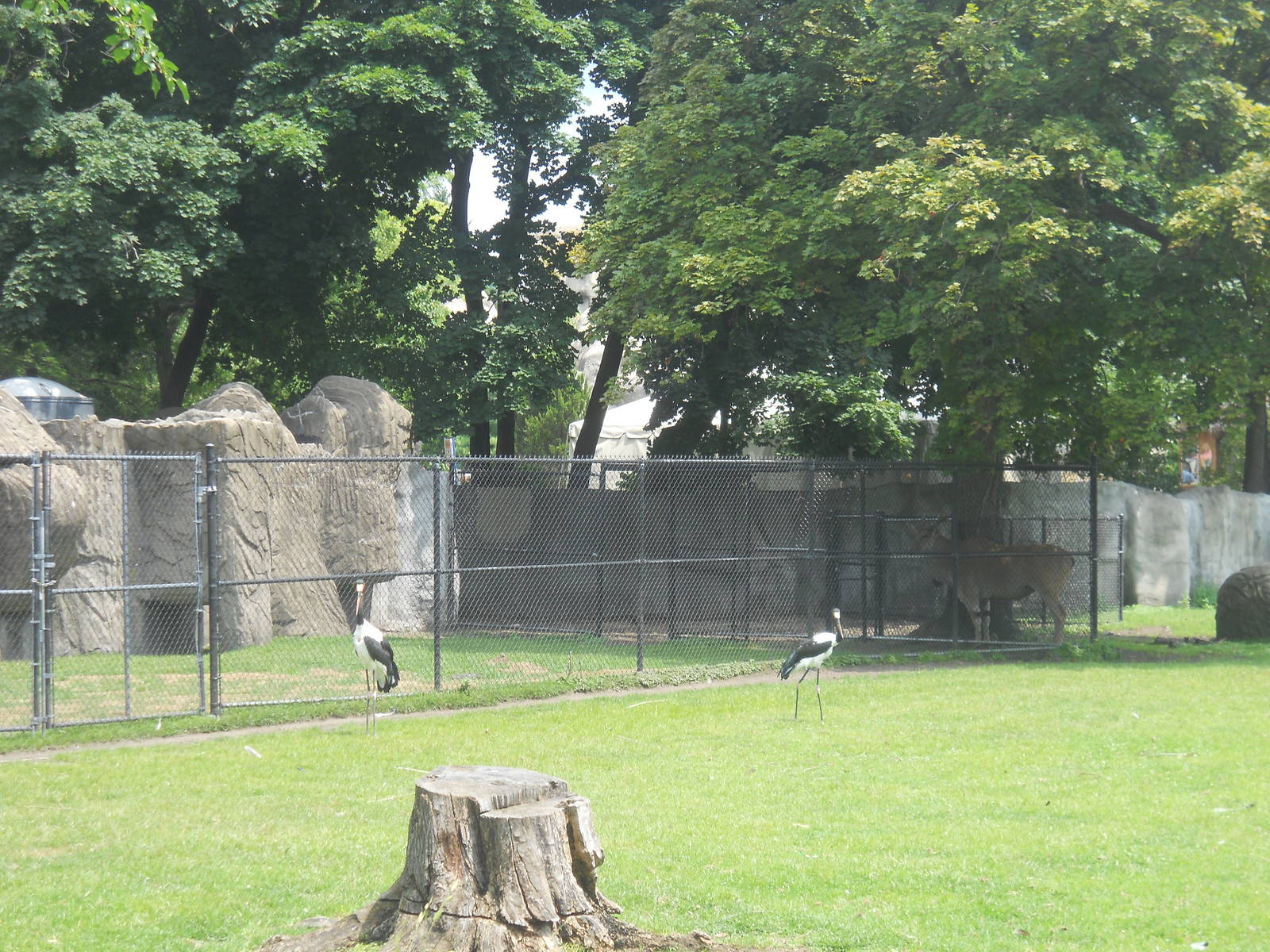Saddle-billed storks
