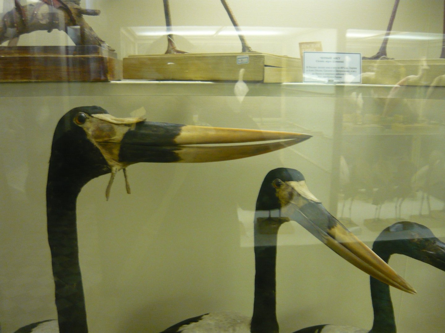 Saddle-billed storks