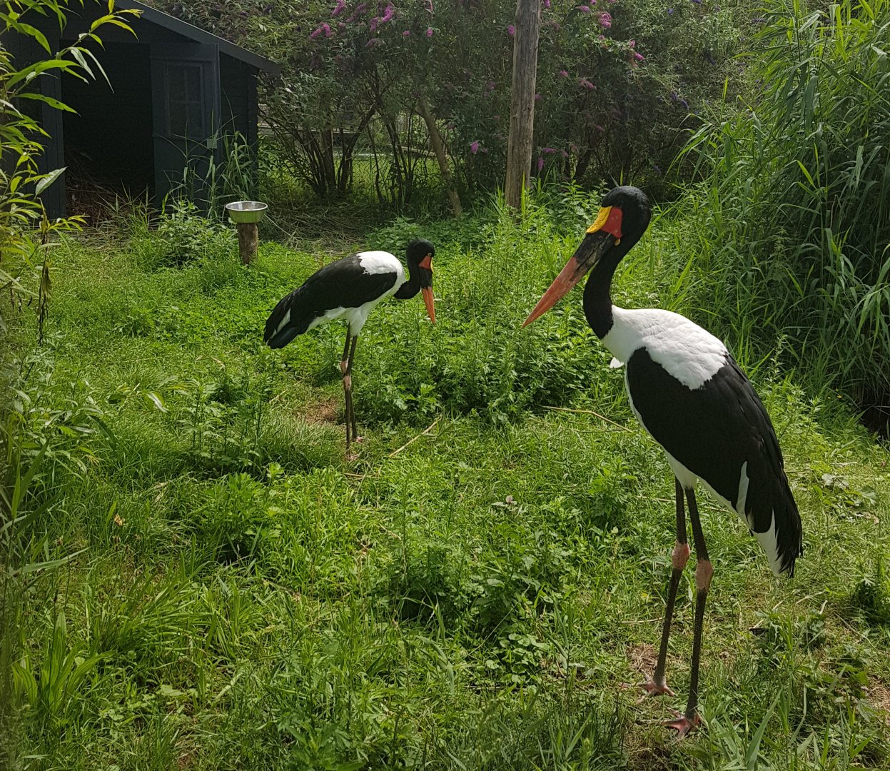 Saddle-billed storks