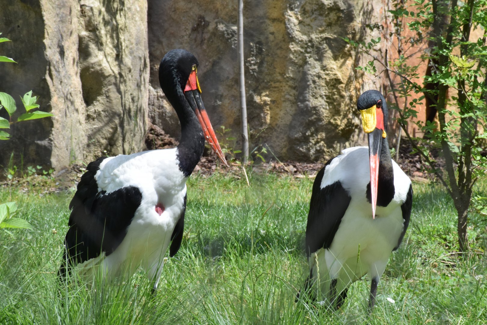 Saddle-billed storks