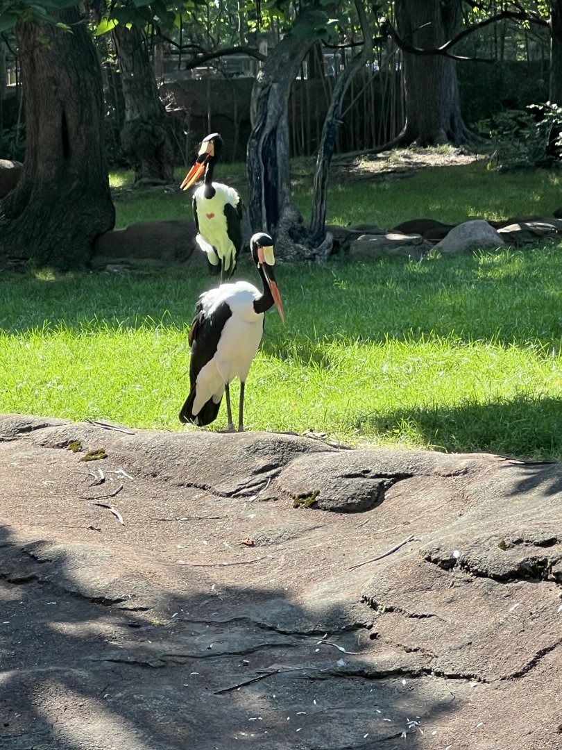Saddle-Billed Storks