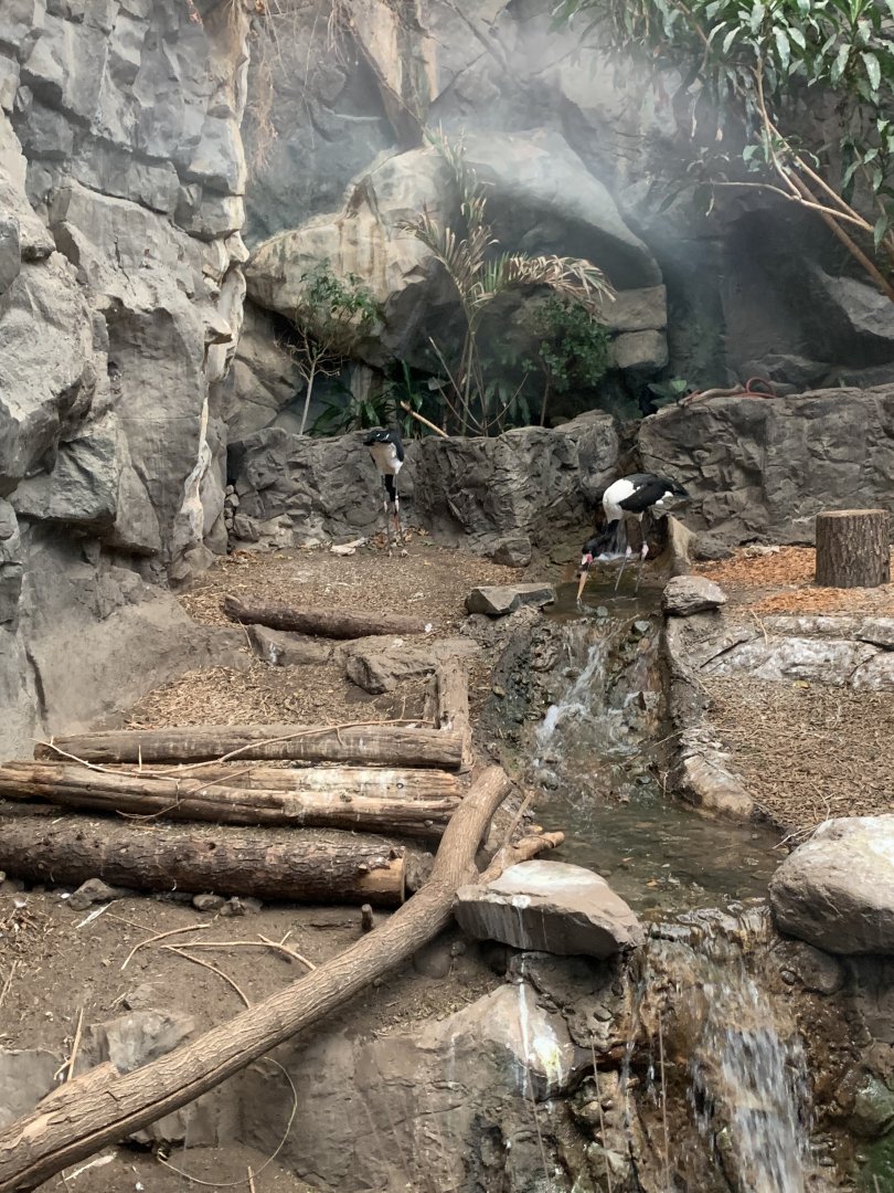 Saddle Billed Storks