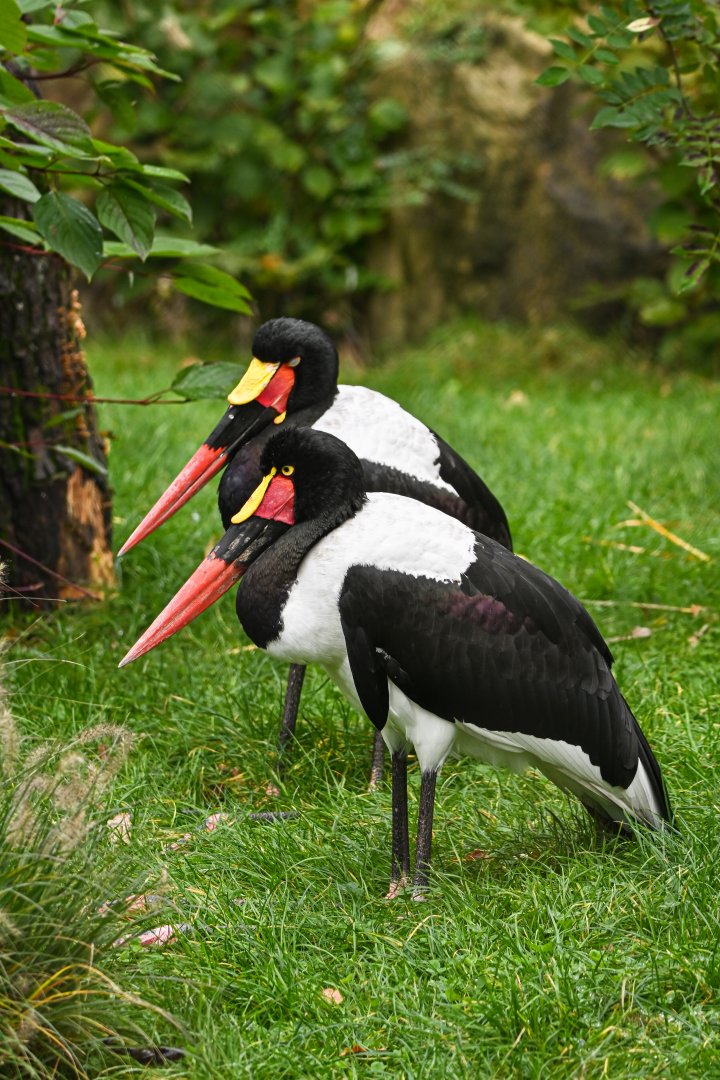 Saddle-billed storks