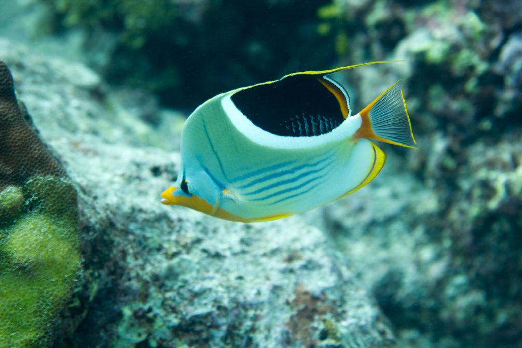 Saddle Butterflyfish (Chaetodon ephippium)