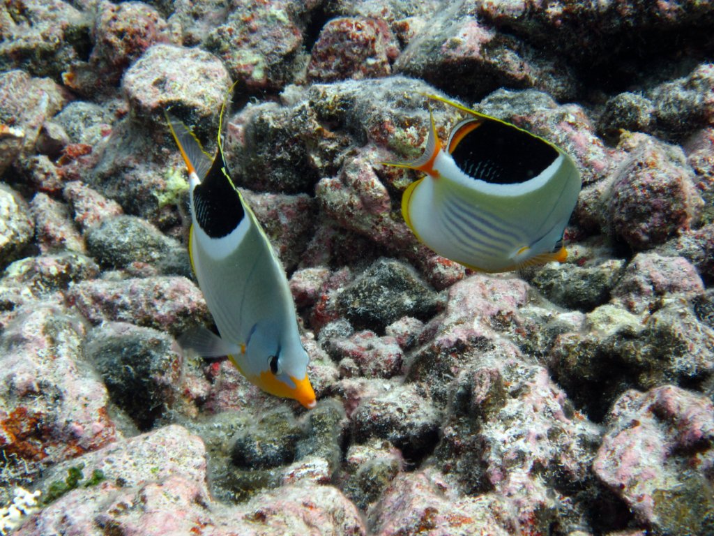 Saddle Butterflyfish (Chaetodon ephippium)