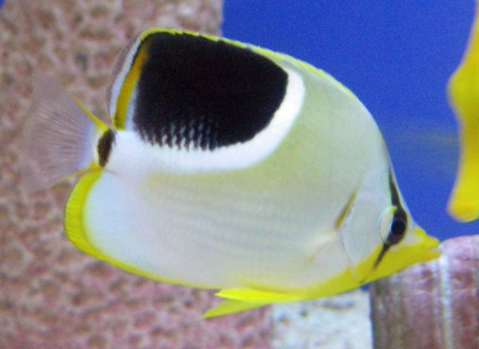 Saddle Butterflyfish (Chaetodon ephippium)