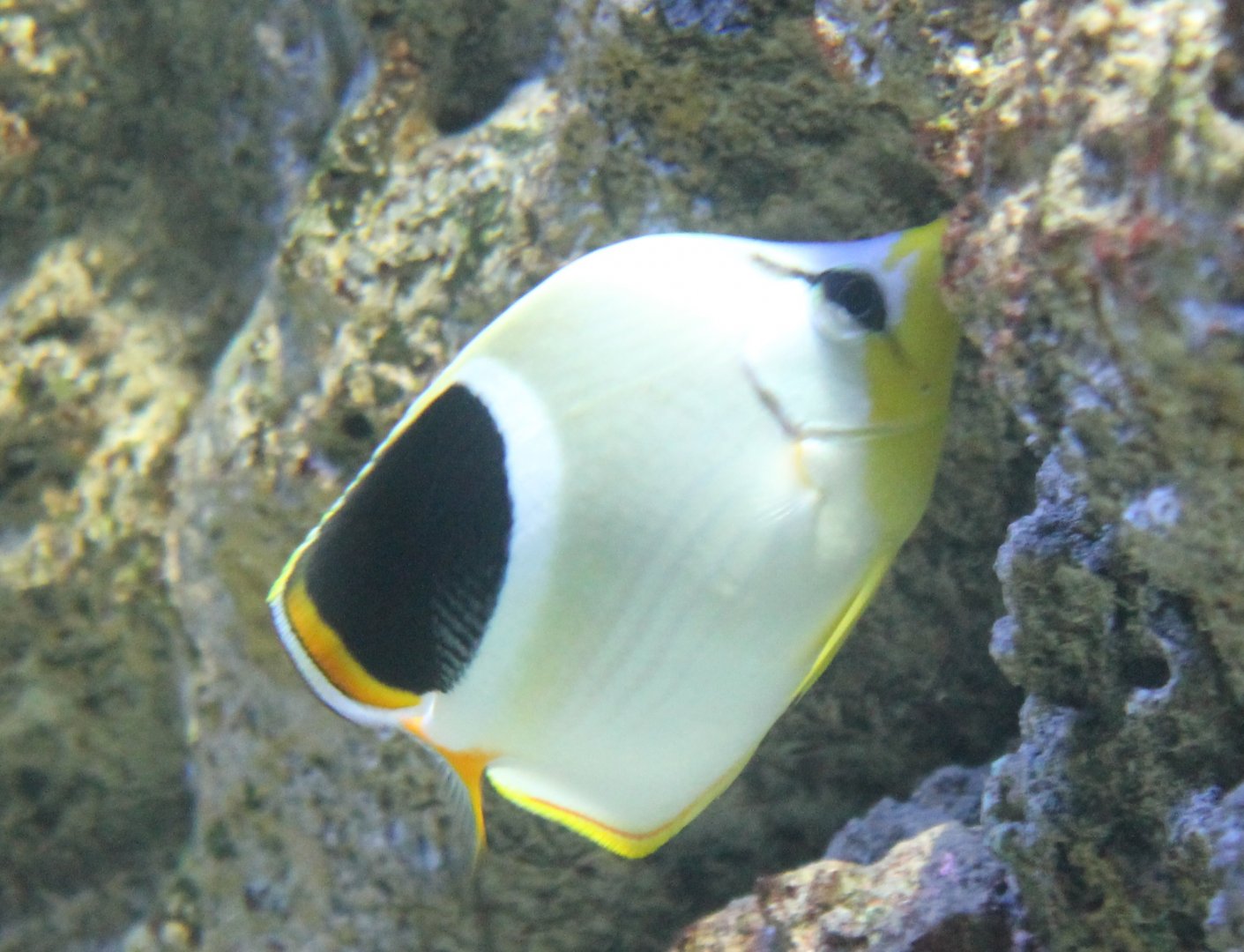 Saddle butterflyfish - Chaetodon ephippium