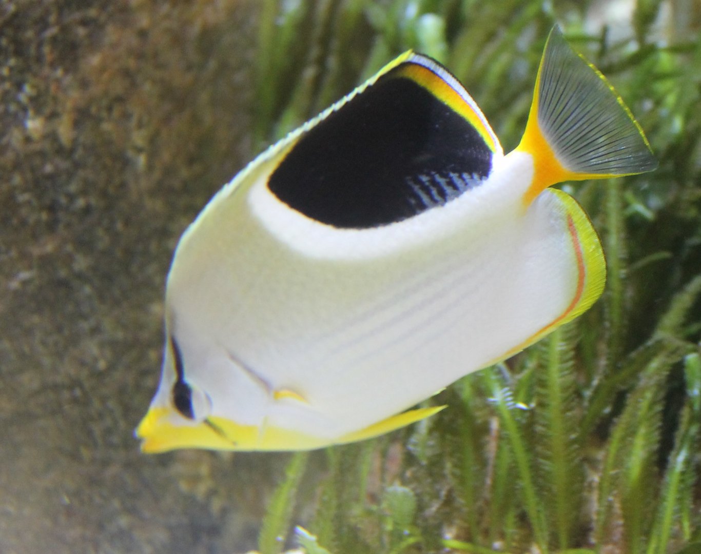 Saddle butterflyfish - Chaetodon ephippium