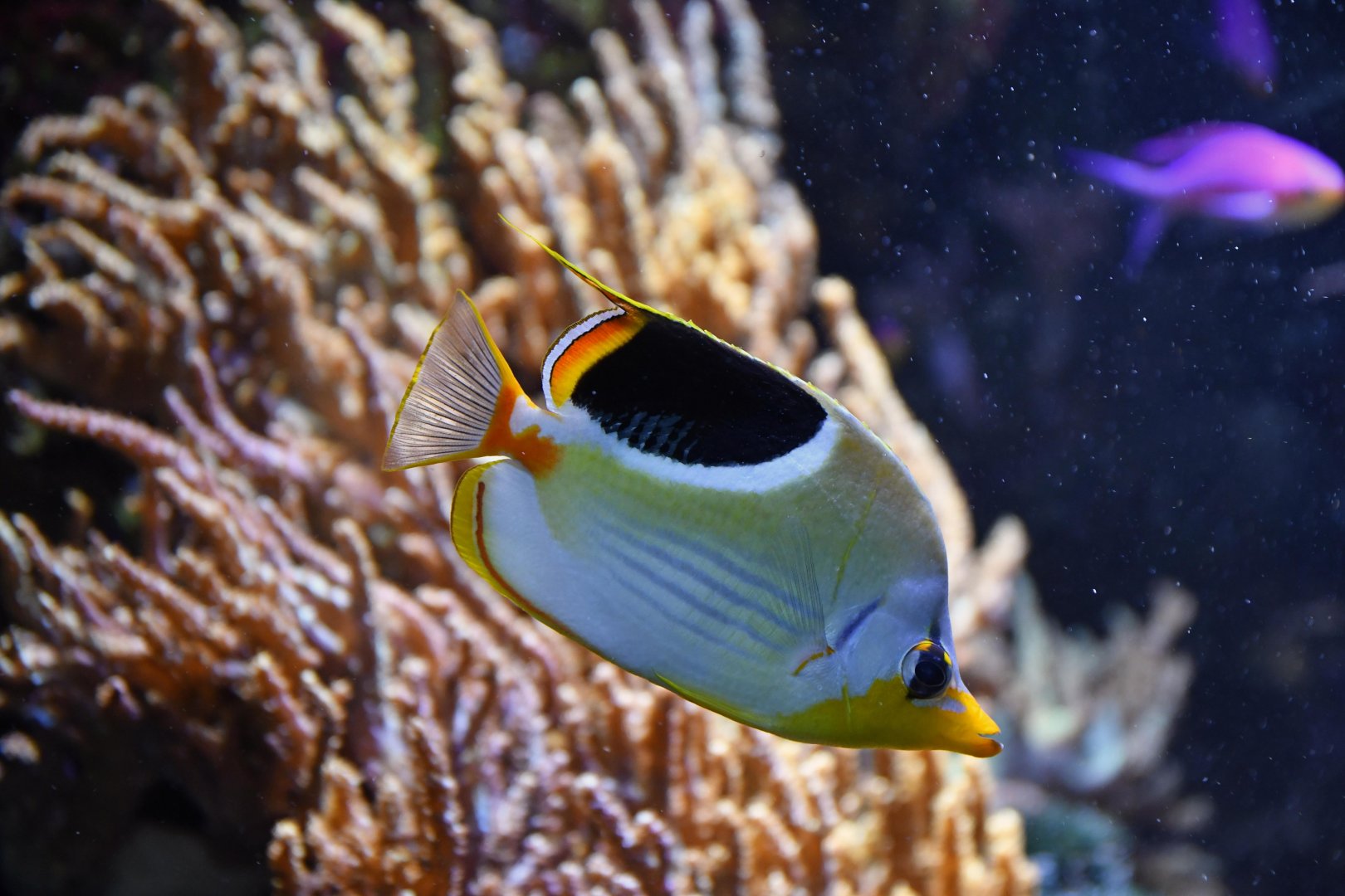 Saddle Butterflyfish (Chaetodon ephippium)