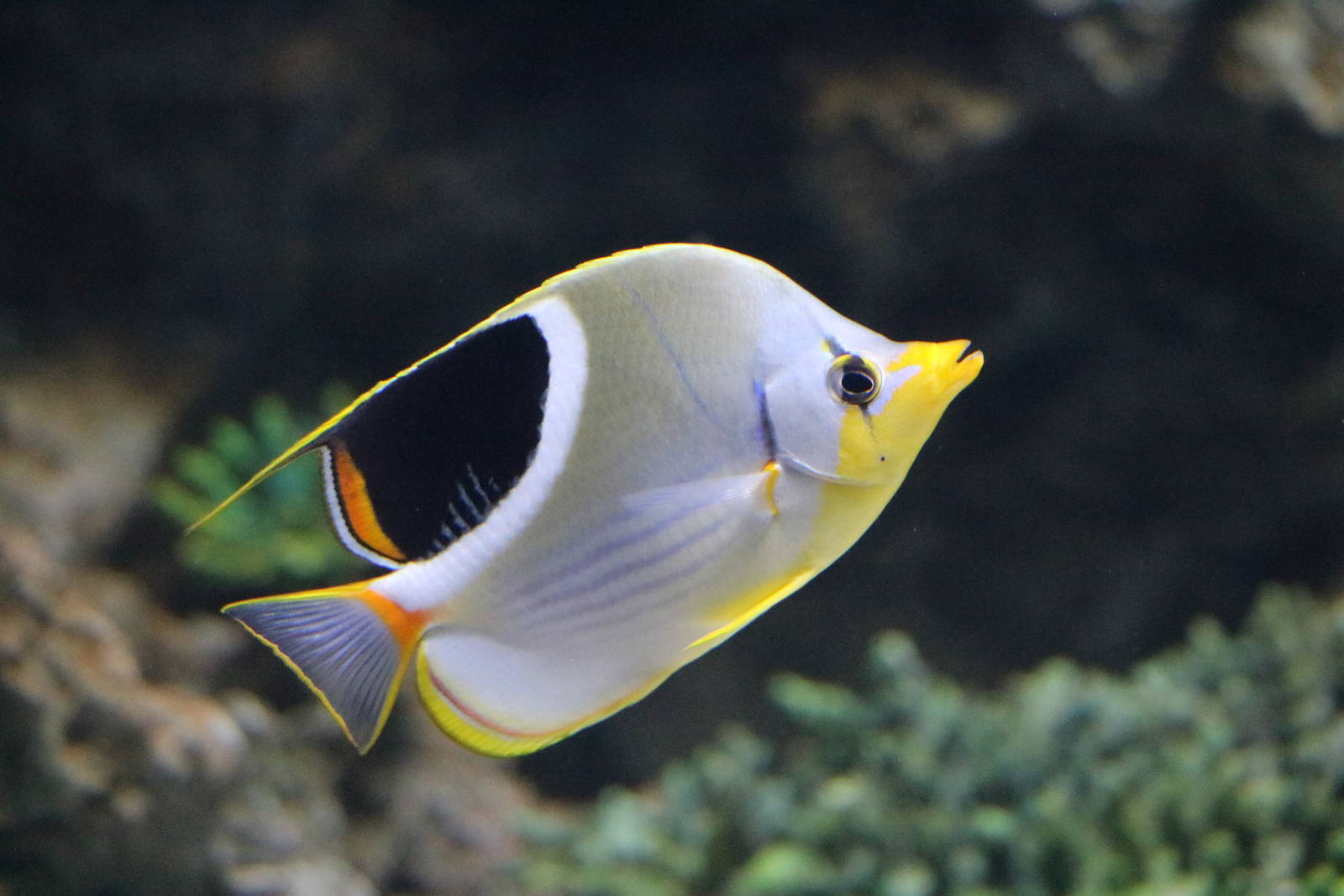Saddle butterflyfish - Sunshine Aquarium Tokyo, February 2016