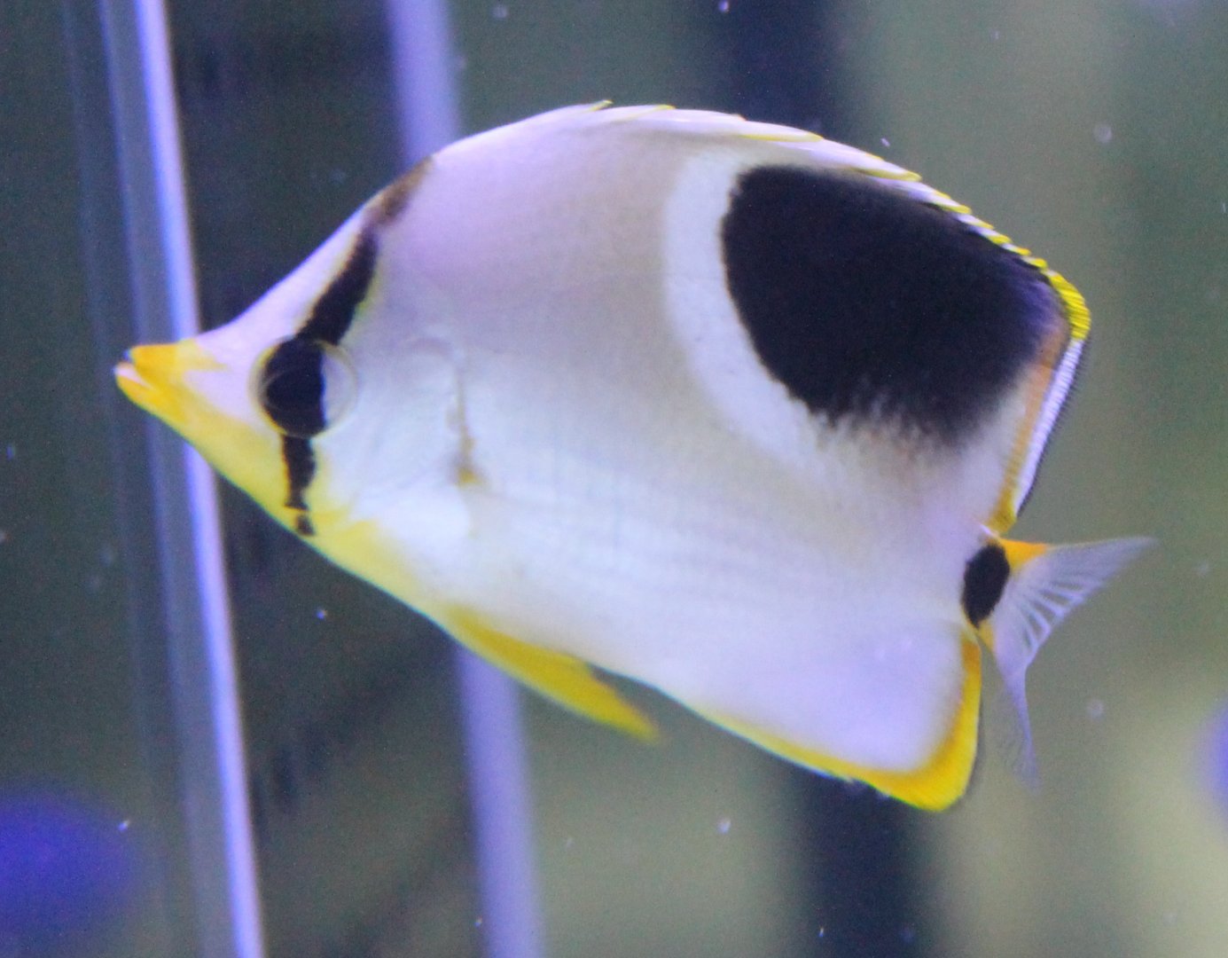 Saddle butterflyfish