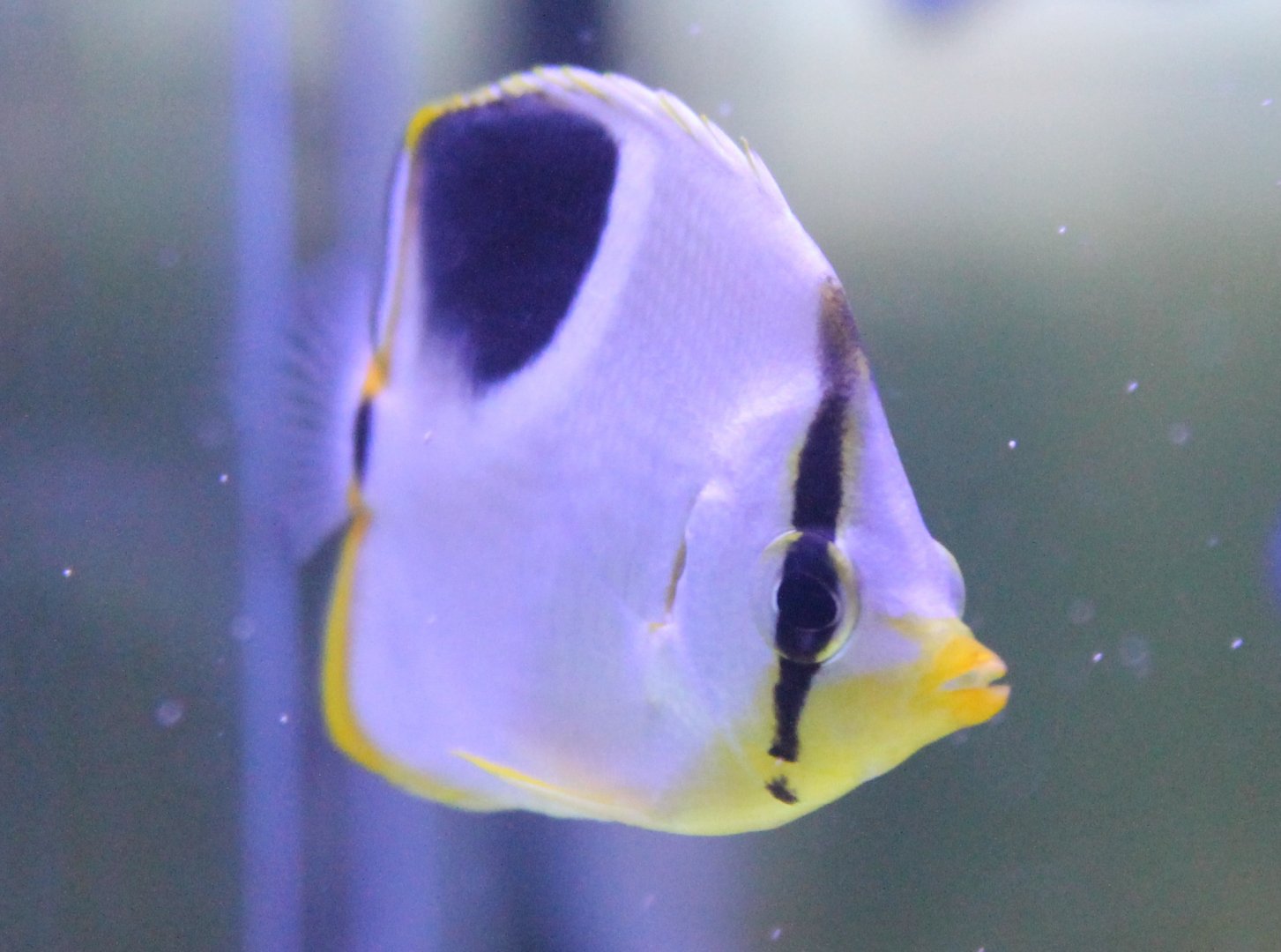 Saddle butterflyfish