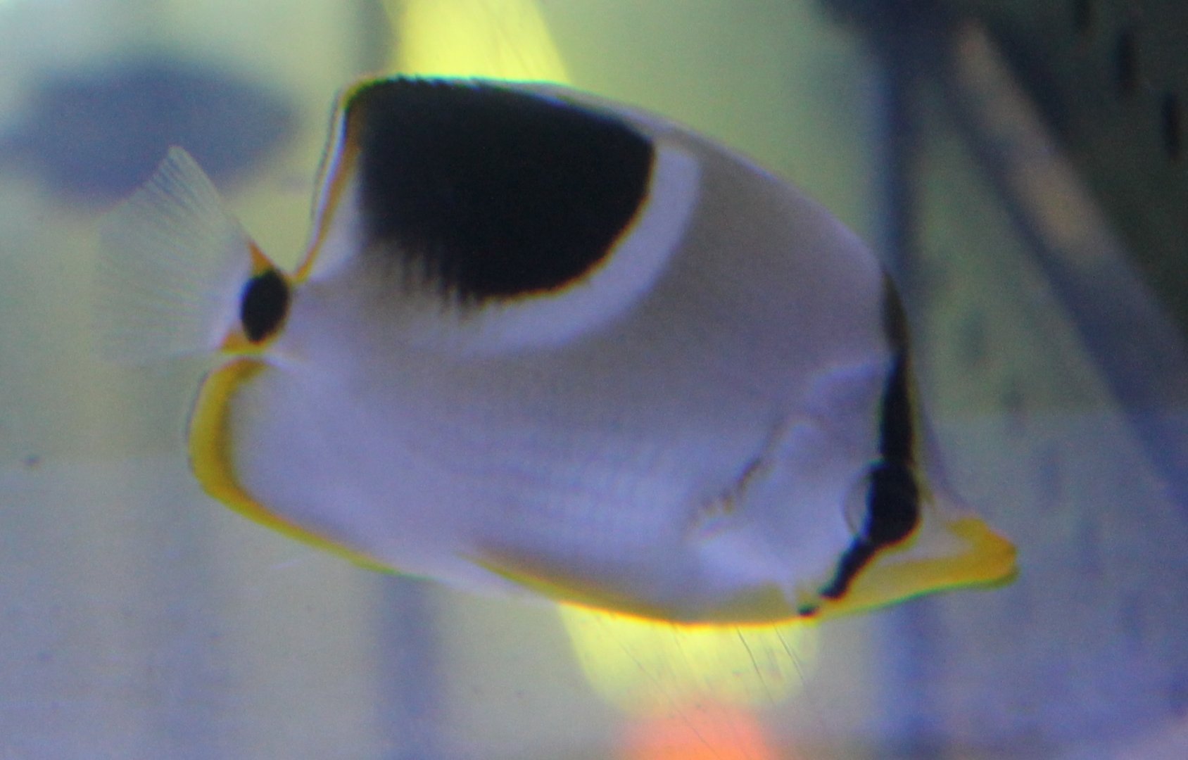 Saddle butterflyfish
